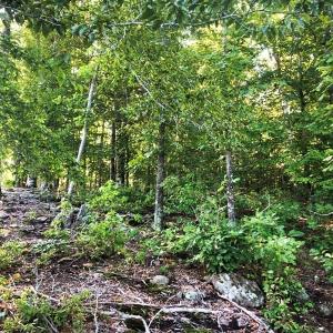 Photo of SOLD!!  83 Acres of Timber and Hunting Land For Sale in Warren County NC!