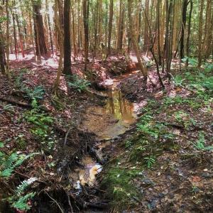 Photo of SOLD!!  83 Acres of Timber and Hunting Land For Sale in Warren County NC!