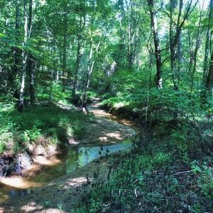Photo of SOLD!!  83 Acres of Timber and Hunting Land For Sale in Warren County NC!