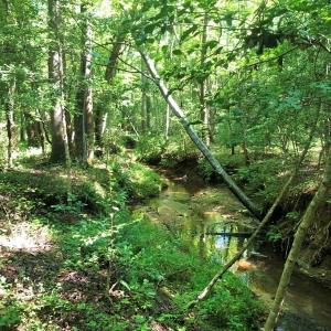 Photo of SOLD!!  83 Acres of Timber and Hunting Land For Sale in Warren County NC!
