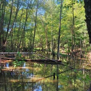 Photo of SOLD!!  83 Acres of Timber and Hunting Land For Sale in Warren County NC!