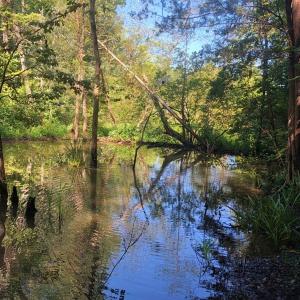 Photo of SOLD!!  83 Acres of Timber and Hunting Land For Sale in Warren County NC!
