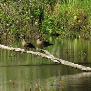 Photo of SOLD!!  83 Acres of Timber and Hunting Land For Sale in Warren County NC!