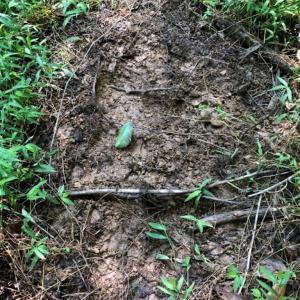 Photo of SOLD!!  83 Acres of Timber and Hunting Land For Sale in Warren County NC!