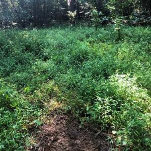 Photo of SOLD!!  83 Acres of Timber and Hunting Land For Sale in Warren County NC!