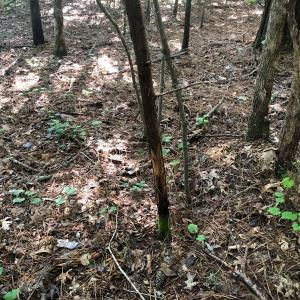 Photo of SOLD!!  83 Acres of Timber and Hunting Land For Sale in Warren County NC!
