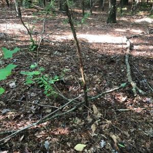 Photo of SOLD!!  83 Acres of Timber and Hunting Land For Sale in Warren County NC!