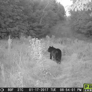 Photo of SOLD!  19 Acres of Residential Hunting Land For Sale in Pittsylvania County VA!