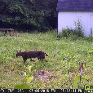 Photo of SOLD!  19 Acres of Residential Hunting Land For Sale in Pittsylvania County VA!