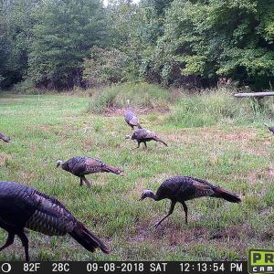 Photo of SOLD!  19 Acres of Residential Hunting Land For Sale in Pittsylvania County VA!