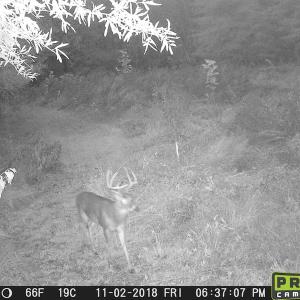 Photo of SOLD!  19 Acres of Residential Hunting Land For Sale in Pittsylvania County VA!