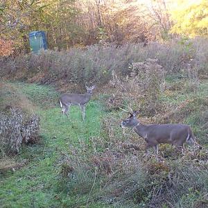 Photo of SOLD!  19 Acres of Residential Hunting Land For Sale in Pittsylvania County VA!