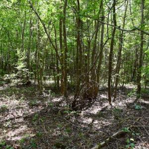 Photo of SOLD!  19 Acres of Residential Hunting Land For Sale in Pittsylvania County VA!