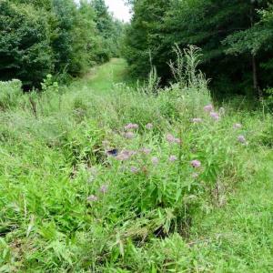 Photo of SOLD!  19 Acres of Residential Hunting Land For Sale in Pittsylvania County VA!
