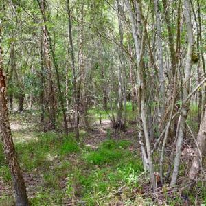 Photo of SOLD!  19 Acres of Residential Hunting Land For Sale in Pittsylvania County VA!