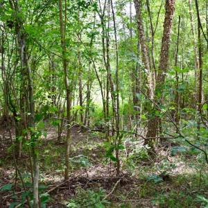 Photo of SOLD!  19 Acres of Residential Hunting Land For Sale in Pittsylvania County VA!