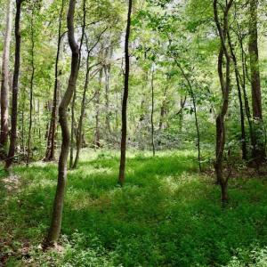 Photo of SOLD!  19 Acres of Residential Hunting Land For Sale in Pittsylvania County VA!