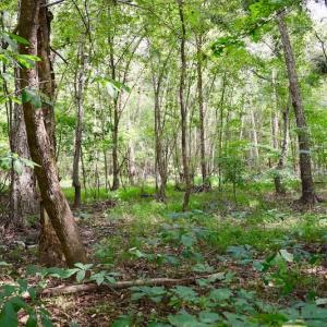 Photo of SOLD!  19 Acres of Residential Hunting Land For Sale in Pittsylvania County VA!