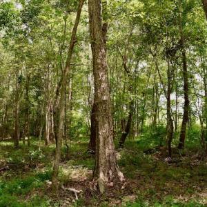 Photo of SOLD!  19 Acres of Residential Hunting Land For Sale in Pittsylvania County VA!