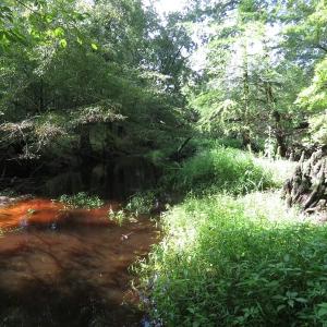 Photo of SOLD!  29 Acres of Hunting and Farm Land For Sale in Duplin County NC!