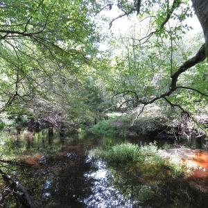 Photo of SOLD!  29 Acres of Hunting and Farm Land For Sale in Duplin County NC!