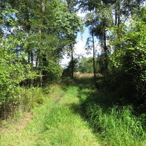 Photo of SOLD!  29 Acres of Hunting and Farm Land For Sale in Duplin County NC!