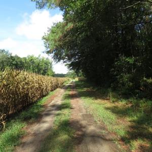 Photo of SOLD!  29 Acres of Hunting and Farm Land For Sale in Duplin County NC!