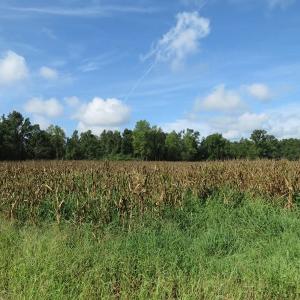 Photo of SOLD!  29 Acres of Hunting and Farm Land For Sale in Duplin County NC!