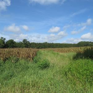 Photo of SOLD!  29 Acres of Hunting and Farm Land For Sale in Duplin County NC!