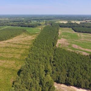 Photo of SOLD!  210 Acres of Farm and Timber Land For Sale in Johnston County NC!