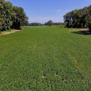 Photo of SOLD!  210 Acres of Farm and Timber Land For Sale in Johnston County NC!