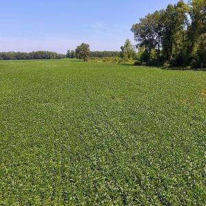 Photo of SOLD!  210 Acres of Farm and Timber Land For Sale in Johnston County NC!