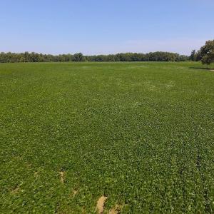 Photo of SOLD!  210 Acres of Farm and Timber Land For Sale in Johnston County NC!
