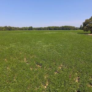 Photo of SOLD!  210 Acres of Farm and Timber Land For Sale in Johnston County NC!