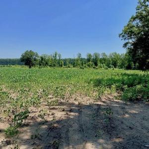 Photo of SOLD!  210 Acres of Farm and Timber Land For Sale in Johnston County NC!