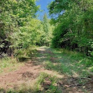 Photo of SOLD!  210 Acres of Farm and Timber Land For Sale in Johnston County NC!