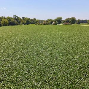 Photo of SOLD!  11.44 Acres of Farm and Investment Land For Sale in Johnston County NC!