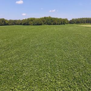 Photo of SOLD!  11.44 Acres of Farm and Investment Land For Sale in Johnston County NC!