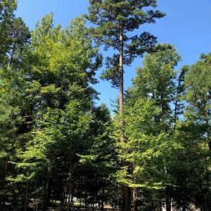 Photo of SOLD!  1.82 acres of Recreational Land For Sale in Mecklenburg County VA!