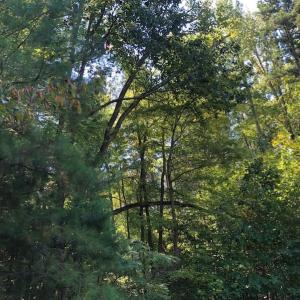 Photo of SOLD!  1.82 acres of Recreational Land For Sale in Mecklenburg County VA!