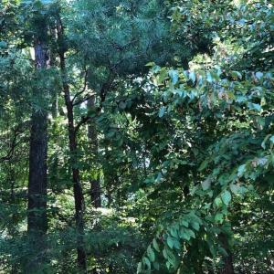 Photo of SOLD!  1.82 acres of Recreational Land For Sale in Mecklenburg County VA!