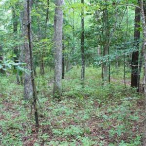 Photo of SOLD!!  6 Acres of Hunting and Residential Land For Sale in Surry County VA!