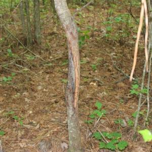 Photo of SOLD!!  6 Acres of Hunting and Residential Land For Sale in Surry County VA!