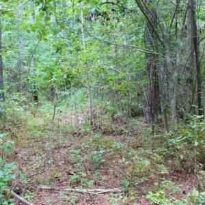 Photo of SOLD!!  6 Acres of Hunting and Residential Land For Sale in Surry County VA!