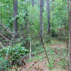 Photo of SOLD!!  6 Acres of Hunting and Residential Land For Sale in Surry County VA!