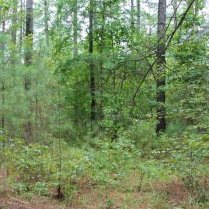 Photo of SOLD!!  6 Acres of Hunting and Residential Land For Sale in Surry County VA!