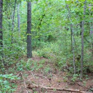 Photo of SOLD!!  6 Acres of Hunting and Residential Land For Sale in Surry County VA!