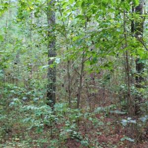 Photo of SOLD!!  6 Acres of Hunting and Residential Land For Sale in Surry County VA!
