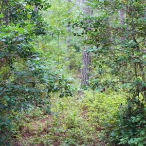 Photo of SOLD!!  6 Acres of Hunting and Residential Land For Sale in Surry County VA!