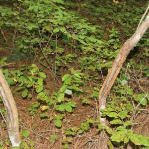 Photo of SOLD!!  6 Acres of Hunting and Residential Land For Sale in Surry County VA!